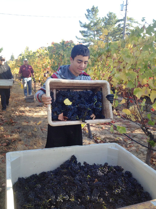 student harvesting some grapes at the vineyard